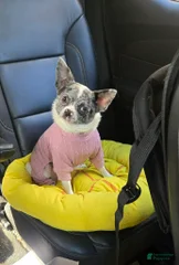 Maggie