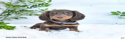 Miniature Dachshund dogs for sale: Mandy - Ad 4