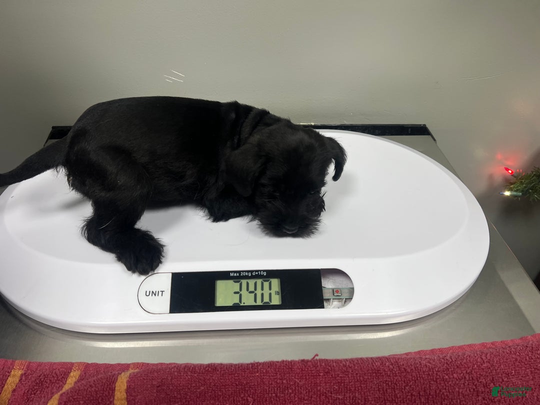 Miniature Schnauzer dogs for sale: Judy  - Ad 2