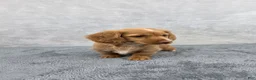 Miniature Dachshund dogs for sale: Ivy - Ad 5