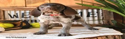 German Shorthaired Pointer dogs for sale: Bobby - Ad 2