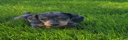 Miniature Dachshund dogs for sale: Trigger  - Ad 10