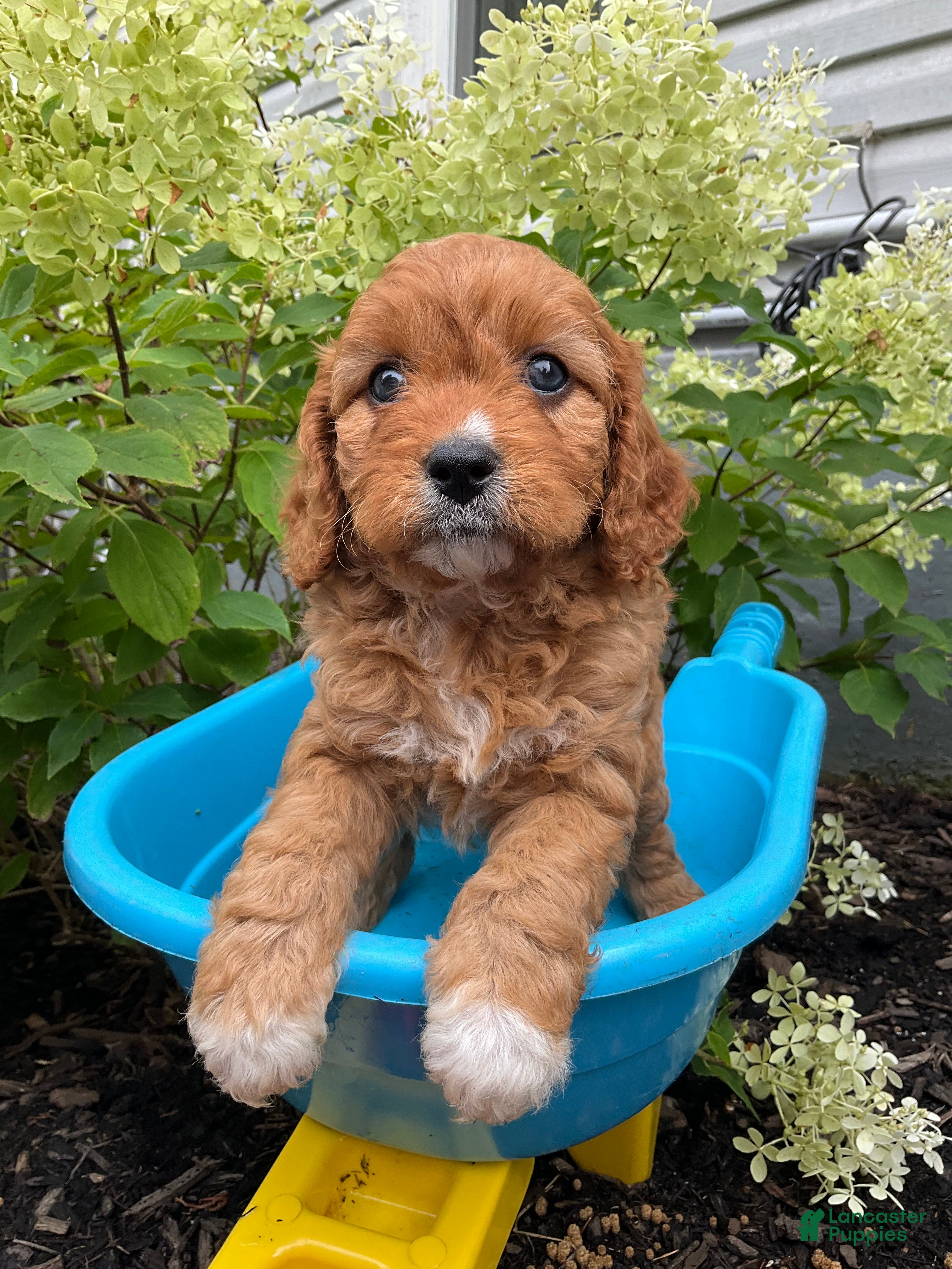 Cavapoo dogs Cindy - Ad 1