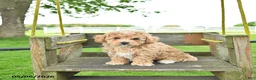 Mixed Breed dogs for sale: Chase - Ad 1