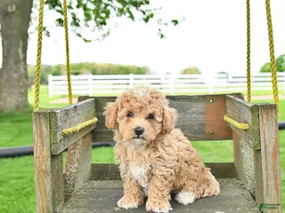 Mixed Breed dogs for sale: Chase - Ad 1