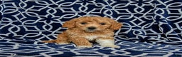 Bichpoo dogs for sale: Rosie - Ad 1