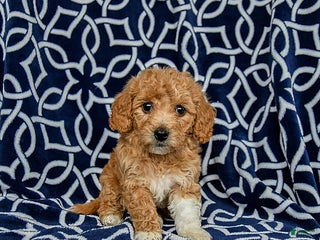 Bichpoo dogs Rosie - Ad 22