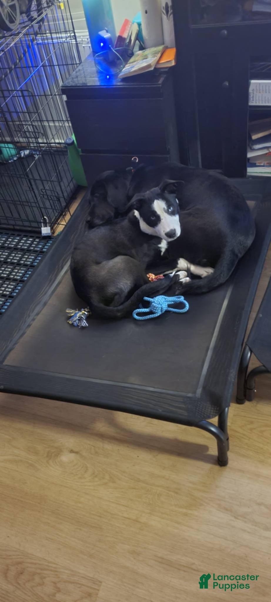 Mixed Breed dogs Mya  - Ad 2