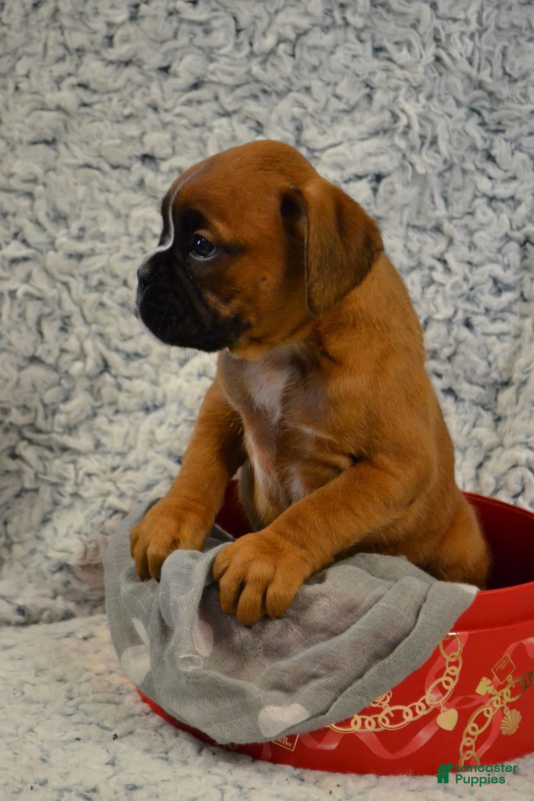 Boxer dogs for sale: River - Ad 3