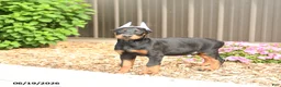 Doberman Pinscher dogs for sale: Denver - Ad 4