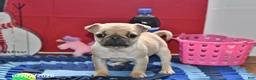 Pug dogs for sale: Beaula - Ad 3