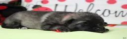 Keeshond dogs for sale: Abbott  - Ad 6
