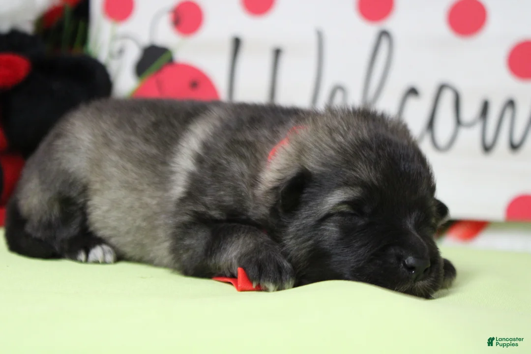 Keeshond dogs for sale: Abbott  - Ad 6