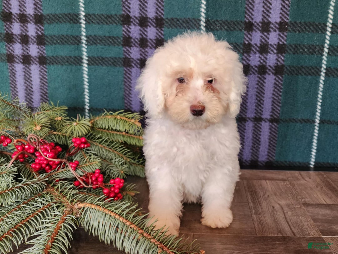Mini Bernedoodle dogs for sale: Flake - Ad 14