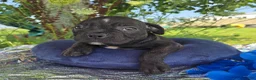 Olde English Bulldogge dogs for sale: George - Ad 4