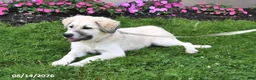 Mixed Breed dogs for sale: Bowan - Ad 4