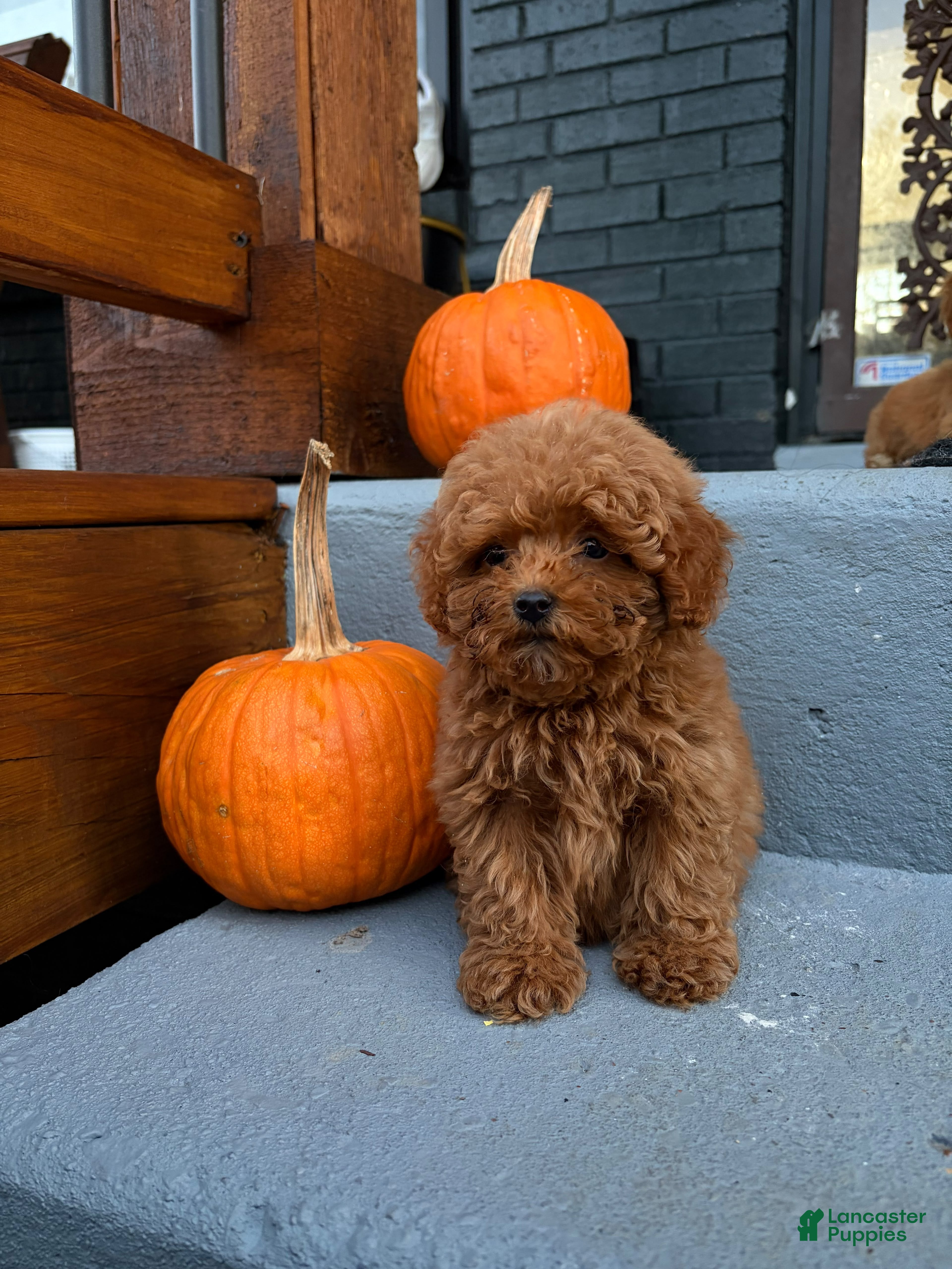 Toy Poodle dogs for sale: 🎃❤️  PUMPKIN🎃❤️  - Ad 2