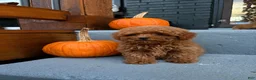 Toy Poodle dogs for sale: 🎃❤️  PUMPKIN🎃❤️  - Ad 2