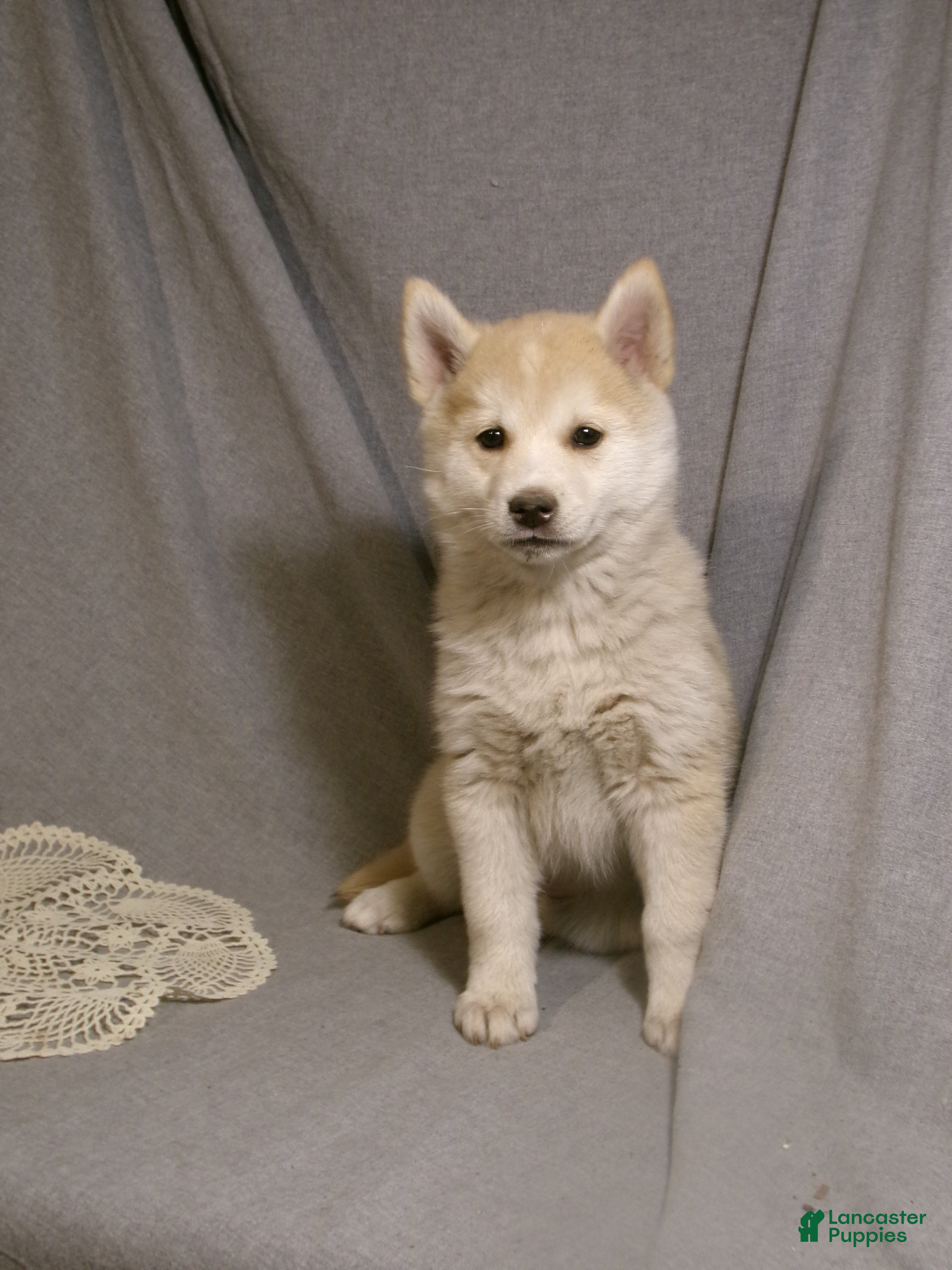 Pomsky dogs Ava - Ad 1