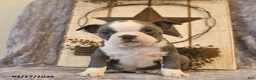 Boston Terrier dogs for sale: Diesel  - Ad 3