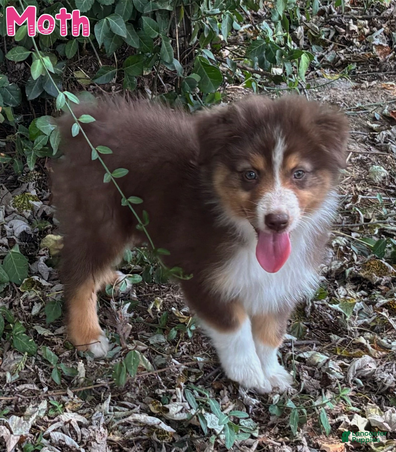 Australian Shepherd dogs Moth - Ad 18