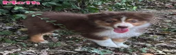 Australian Shepherd dogs for sale: Moth - Ad 1