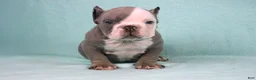 American Bully dogs for sale: Lilac/White Male - Ad 5
