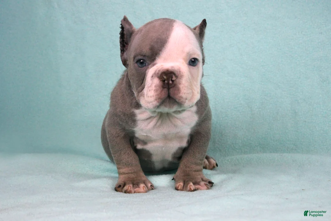 American Bully dogs for sale: Lilac/White Male - Ad 5