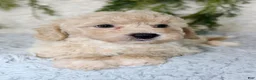 Bichpoo dogs for sale: Bichpoo 2 - Ad 3