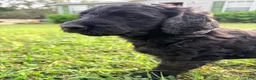 Goldendoodle dogs for sale: Shadow Boss - Ad 1