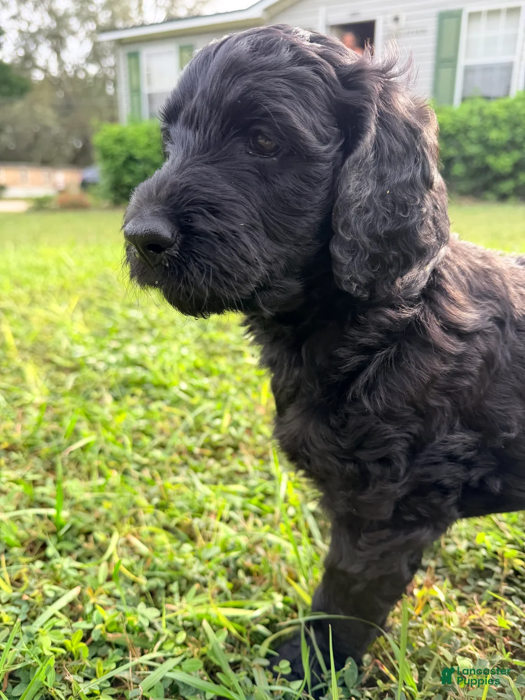 Goldendoodle dogs for sale: Shadow Boss - Ad 1