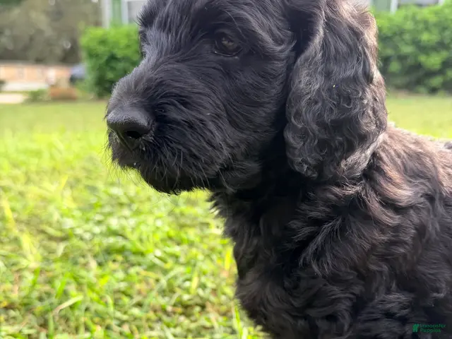 Goldendoodle dogs for sale: Shadow Boss - Ad 14
