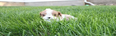 Liam Cavalier King Charles Spaniel Puppy 