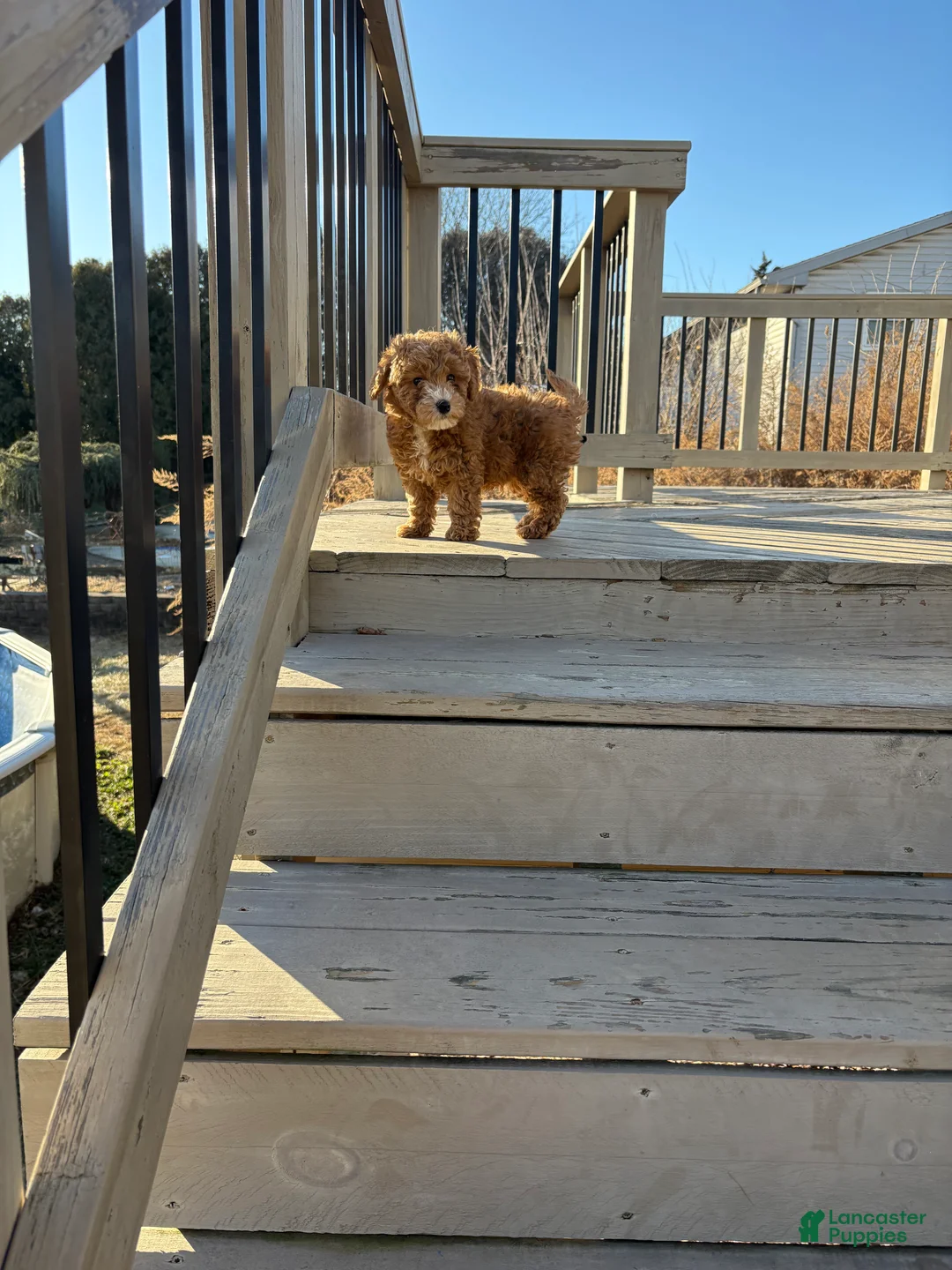 Goldendoodle dogs for sale: Goldendoodle Puppy 1 - Ad 3