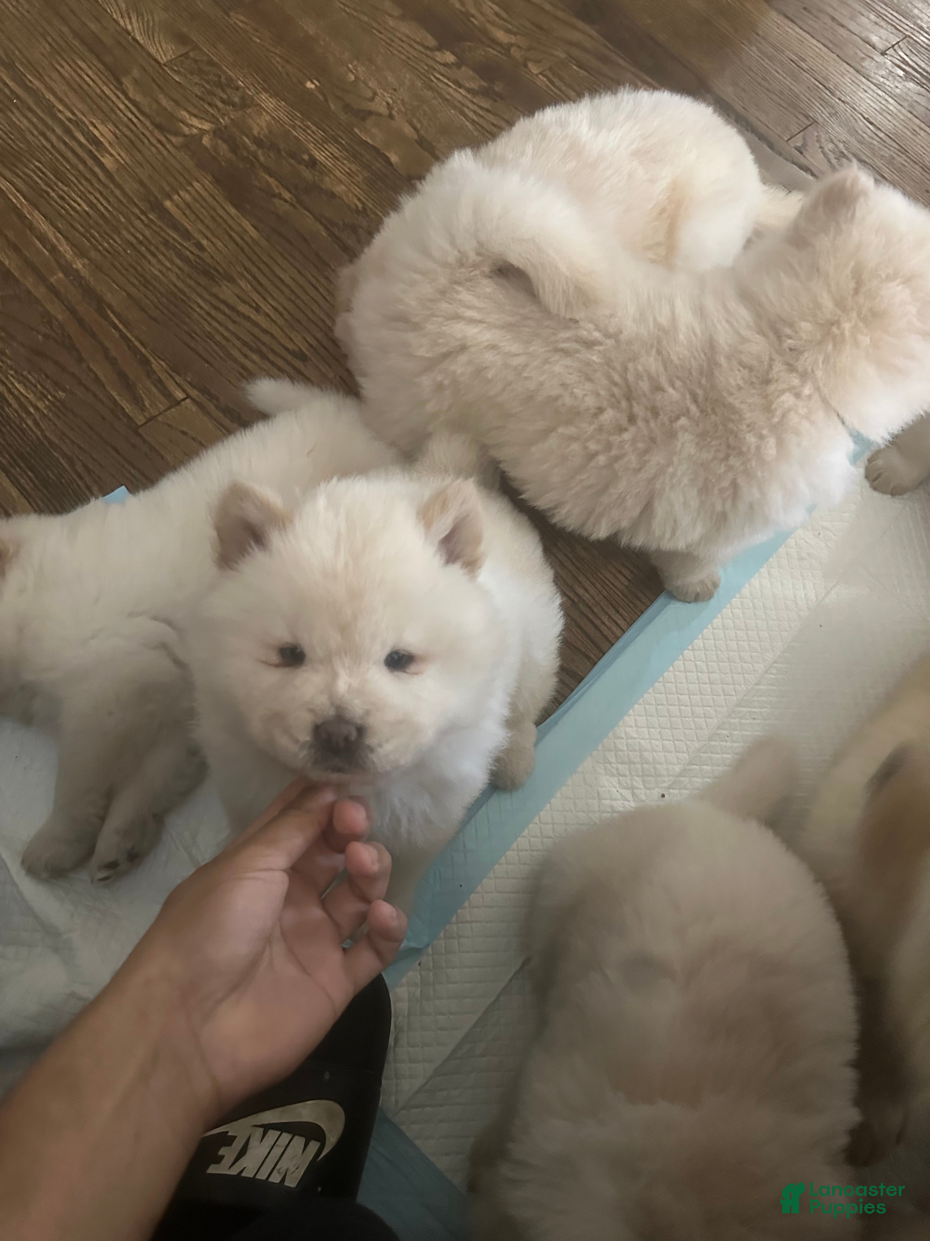Chow Chow dogs Chow Chow Puppy 4 - Ad 4