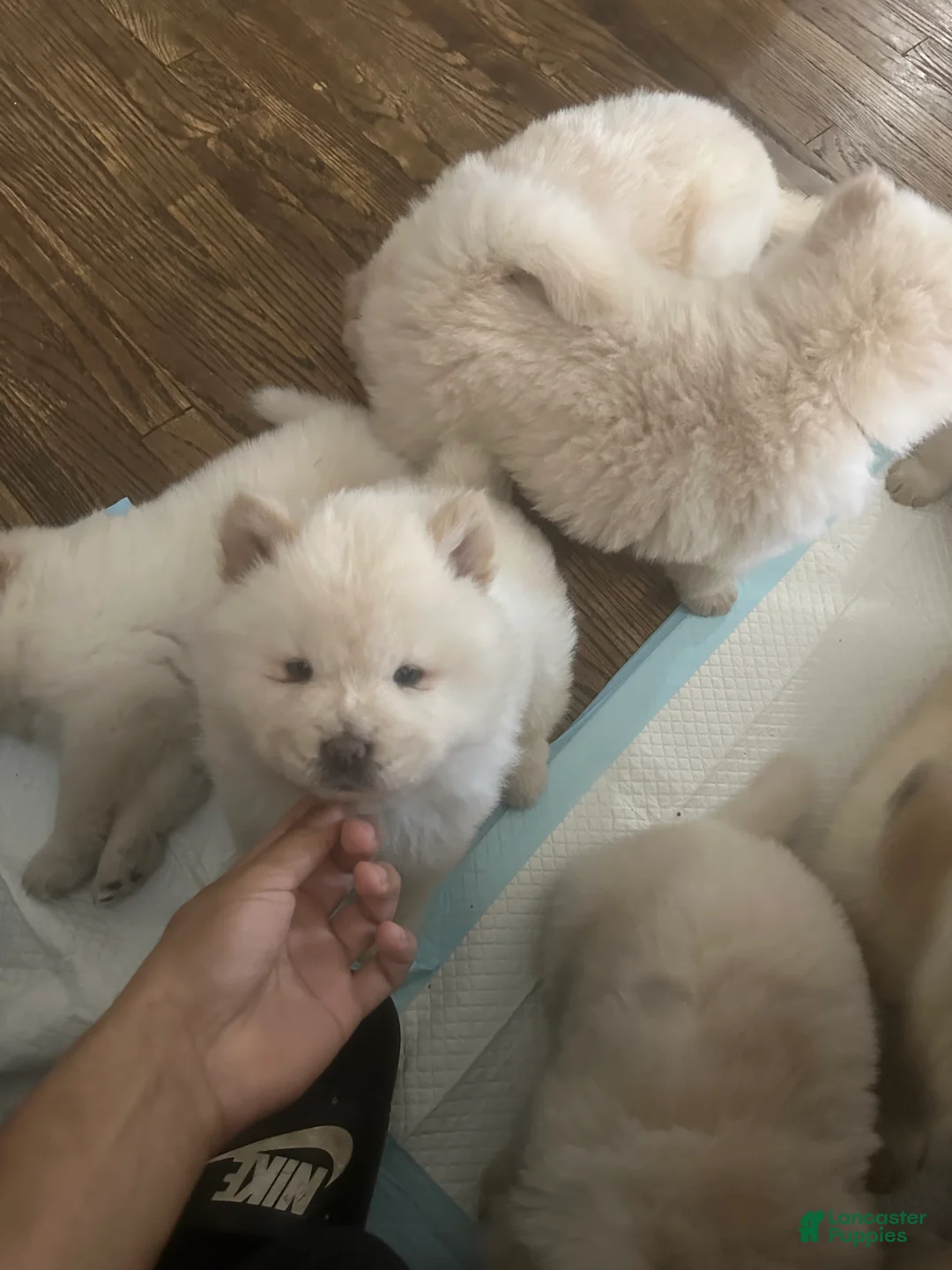Chow Chow dogs for sale: Chow Chow Puppy 4 - Ad 1