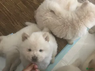 Chow Chow dogs Chow Chow Puppy 4 - Ad 4