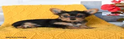 Yorkshire Terrier dogs for sale: Lucas - Ad 4