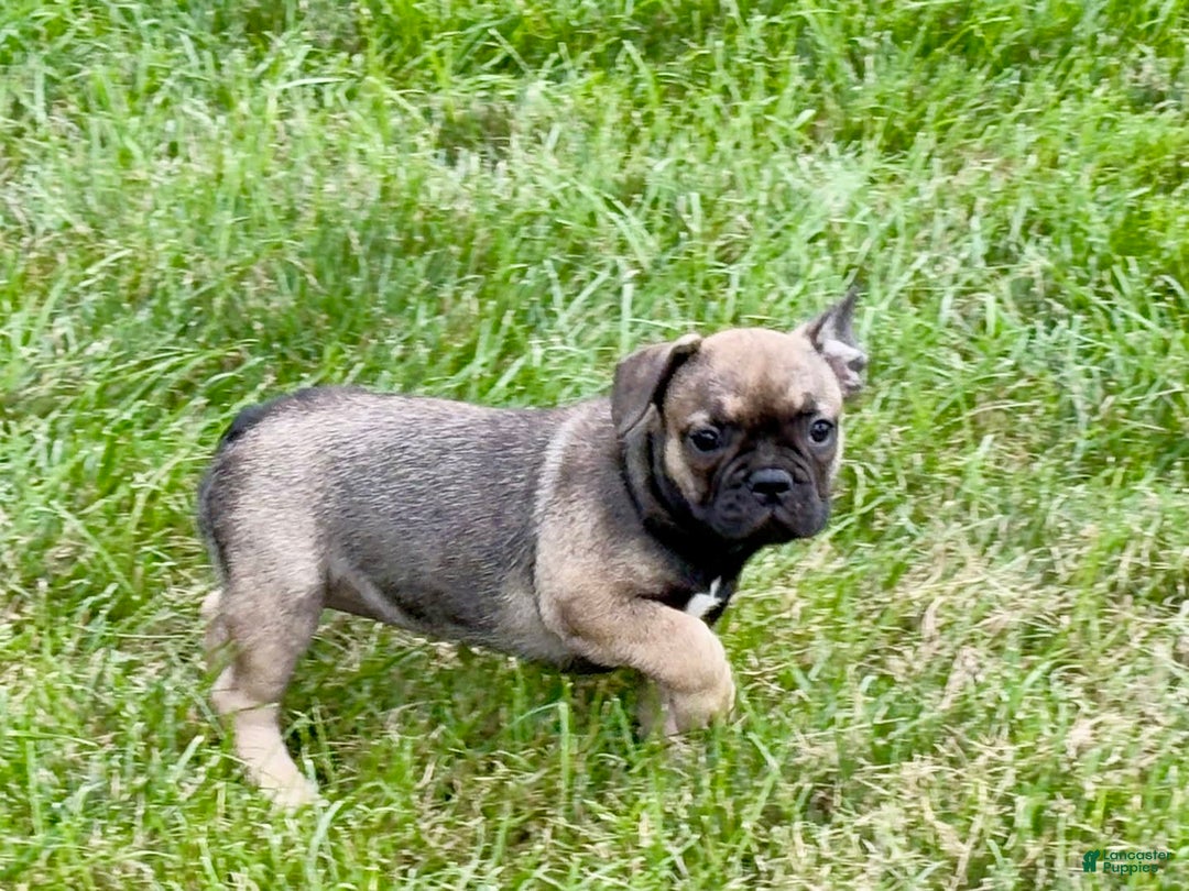 French Bulldog dogs for sale: Joy - Ad 2