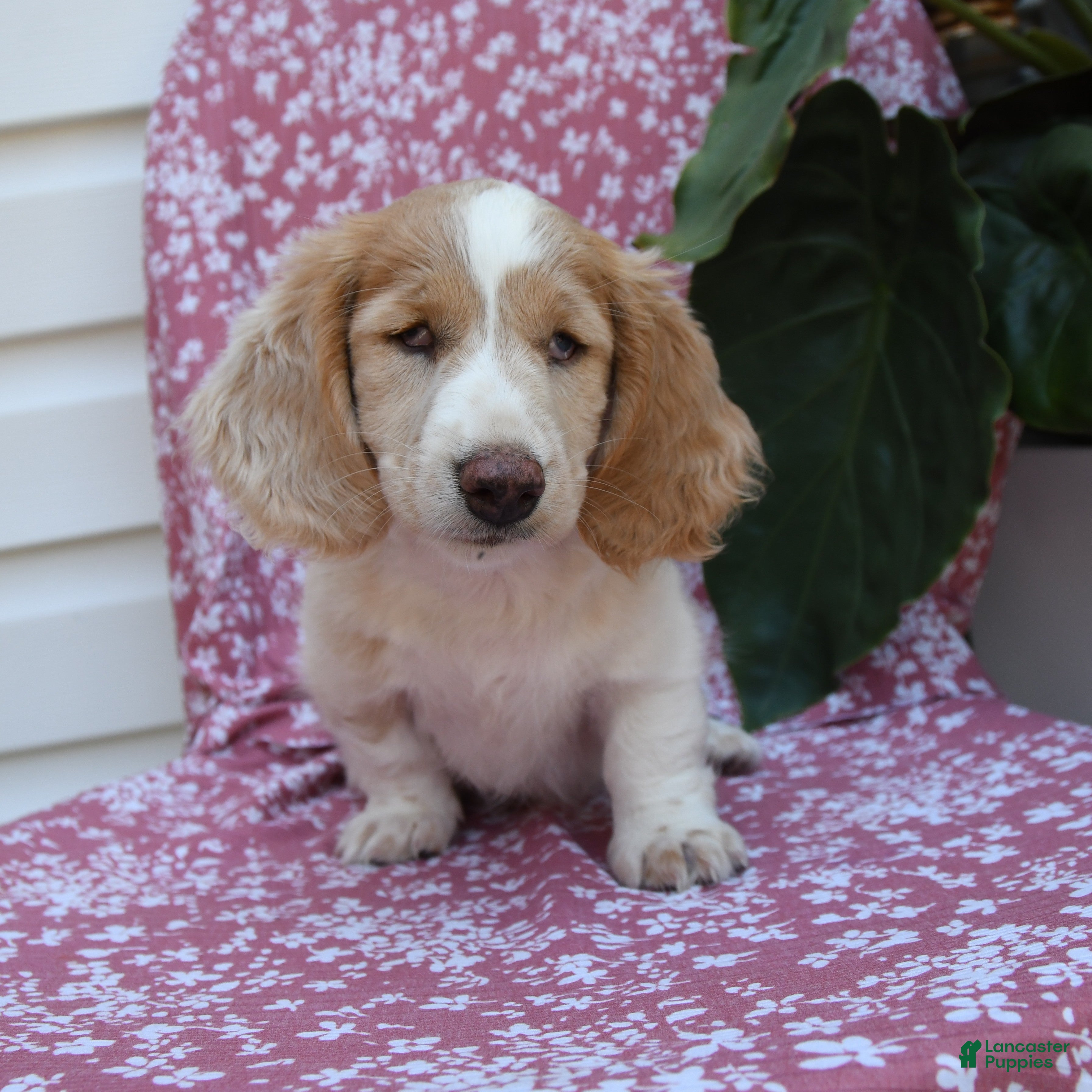 Miniature Dachshund dogs Bedelia "Special Needs" - Ad 2