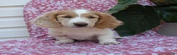 Miniature Dachshund dogs for sale: Bedelia "Special Needs" - Ad 2