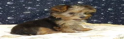 Yorkshire Terrier dogs for sale: Aladdin - Ad 5