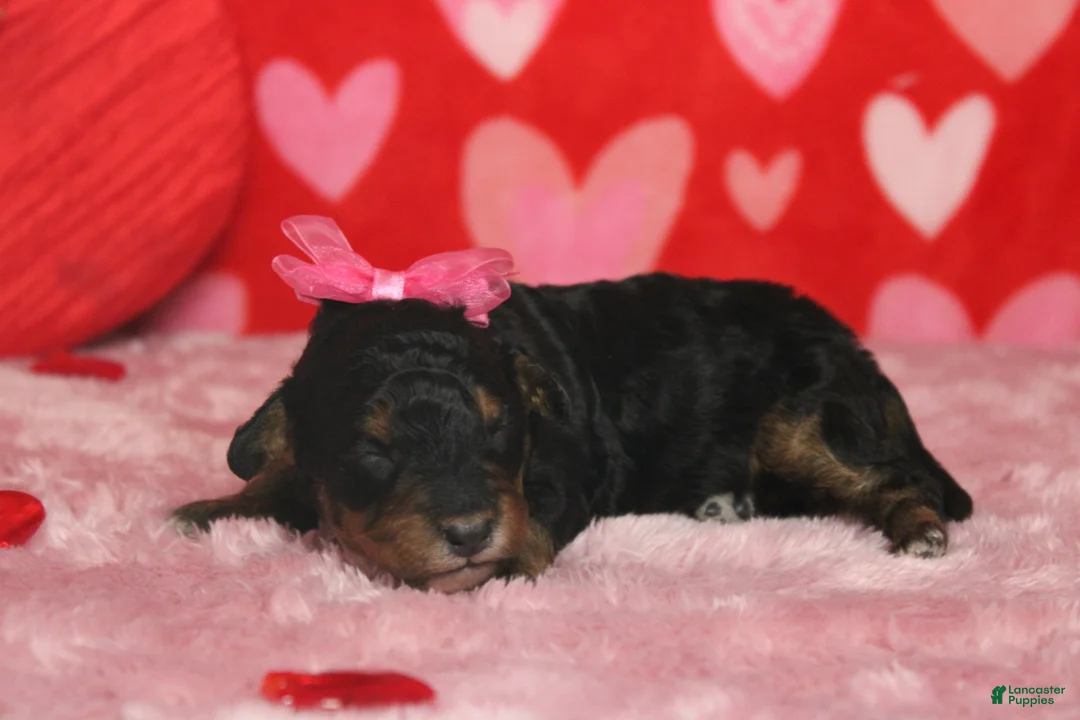 Mixed Breed dogs for sale: Sweetheart  - Ad 4