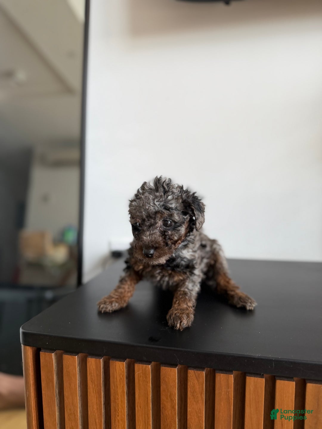 Toy Poodle dogs for sale: Tri teacup - Ad 1