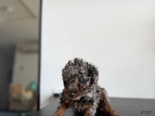 Toy Poodle dogs Tri teacup - Ad 19