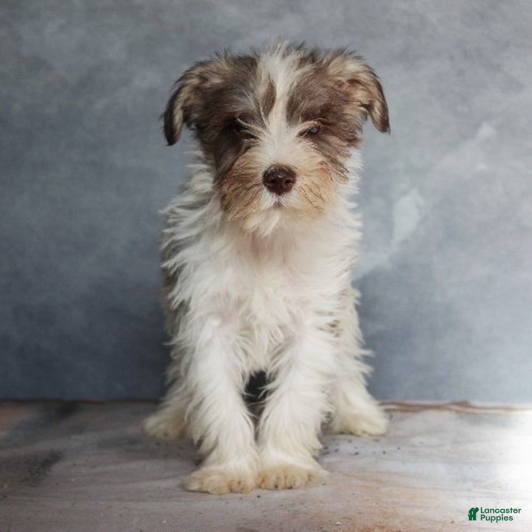 Miniature Schnauzer dogs for sale: Gabriel - Ad 2