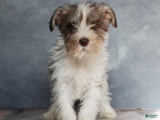 Miniature Schnauzer dogs Gabriel - Ad 38