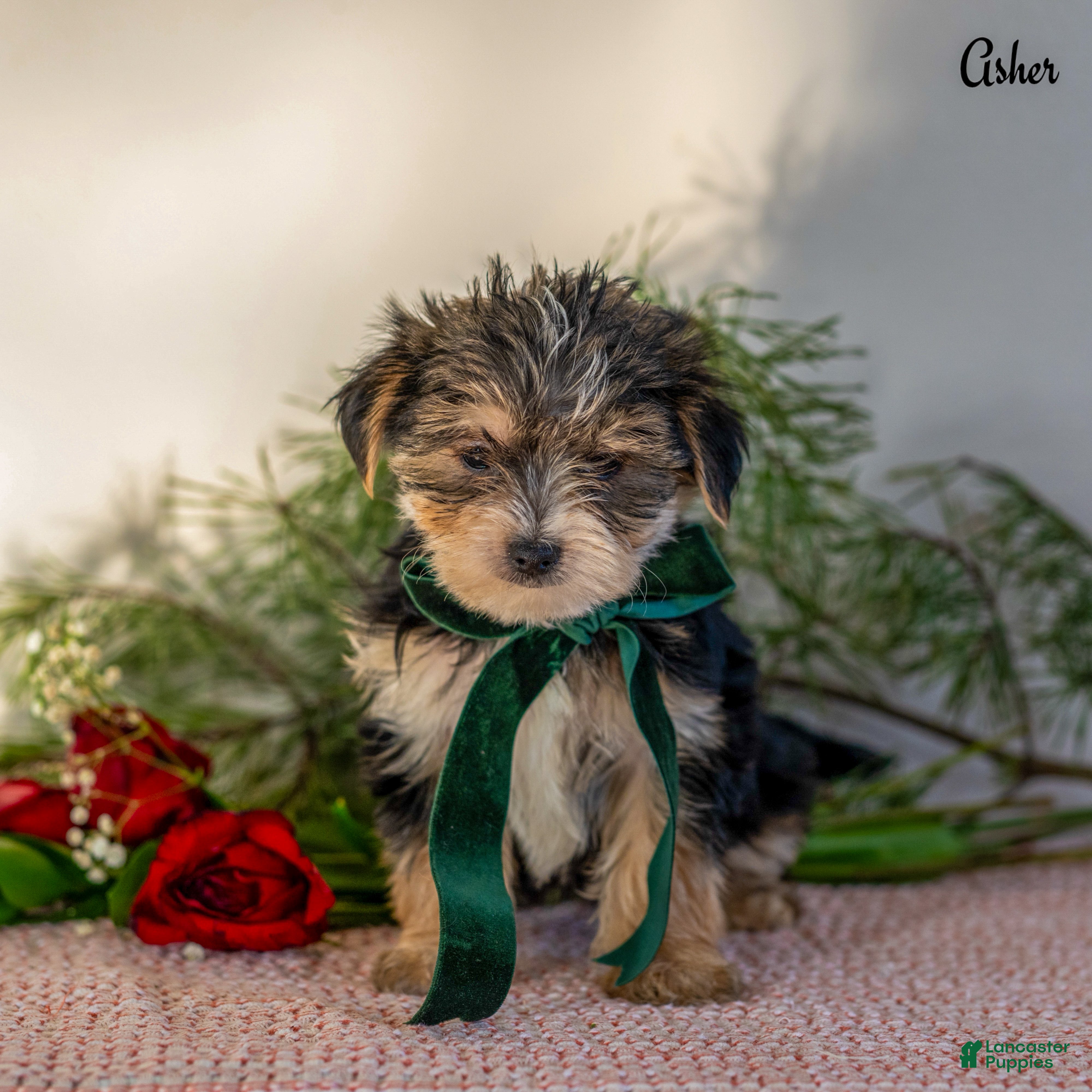 Morkie dogs Asher  - Ad 41