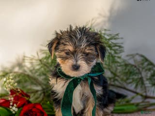 Morkie dogs Asher - Ad 40