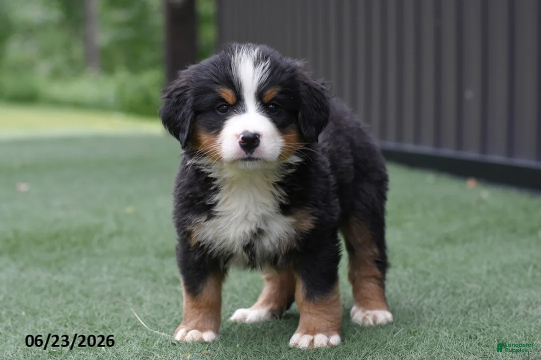 Bernese Mountain Dog dogs for sale: Dixie - Ad 1